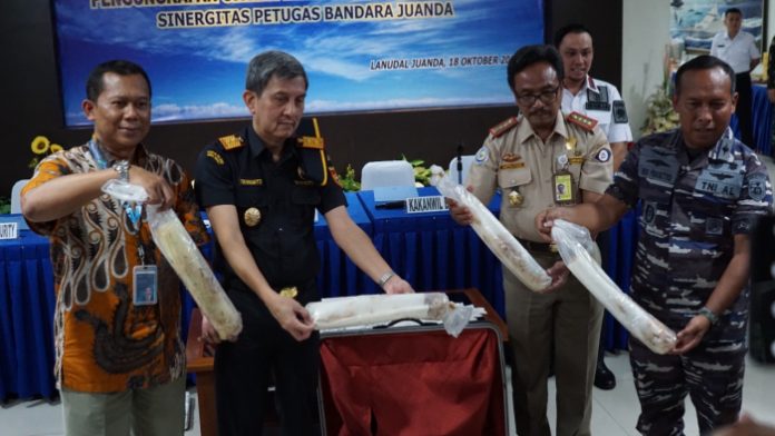 Puluhan Ribu Benih Lobster Berhasil Digagalkan Pihak Bandara Juanda