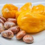 ilustrasi biji nangka