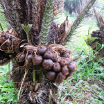 pohon salak pondoh