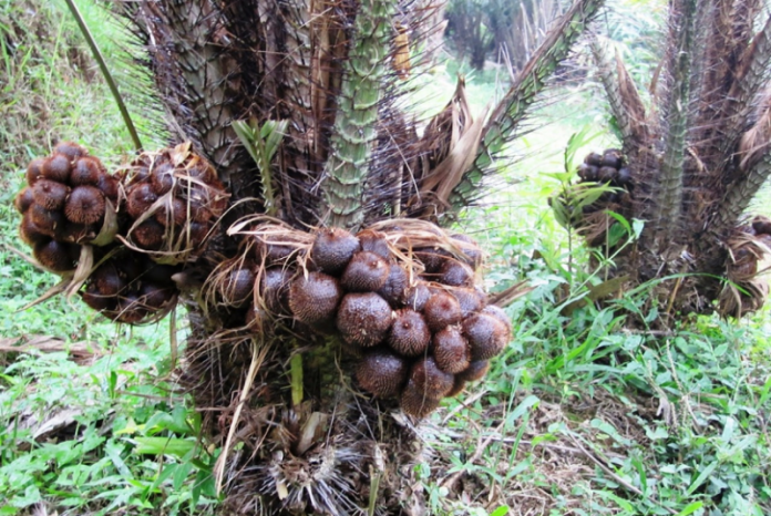 pohon salak pondoh