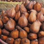 ilustrasi salak pondoh