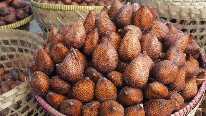 ilustrasi salak pondoh