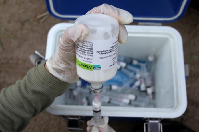 ilustrasi Vaksin PMK