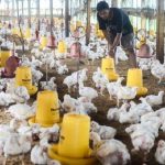Mendag Zulkifli Hasan: Harga Ayam Terlalu Murah Peternak Bisa Bangkrut.