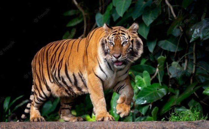 Legenda Habitat Harimau Jawa: Sudah Punah, Tapi Diklaim Masih Ada di Nganjuk