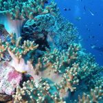 Wisata bahari di Wakatobi, Sulawesi Tenggara.