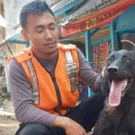 Sosok Walet Anjing Pelacak Jenis Dutch Shepherd yang Berhasil Temukan 10 Jenazah Korban Gempa Cianjur