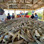 ilustrasi udang vaname