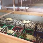 Cara Ternak Jangkrik Untuk Pemula, Peluang Bisnis yang Menguntungkan.