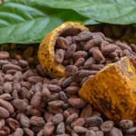ilustrasi biji kakao