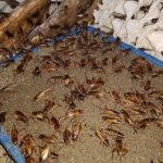 Cara Ternak Jangkrik Untuk Pemula, Peluang Bisnis yang Menguntungkan