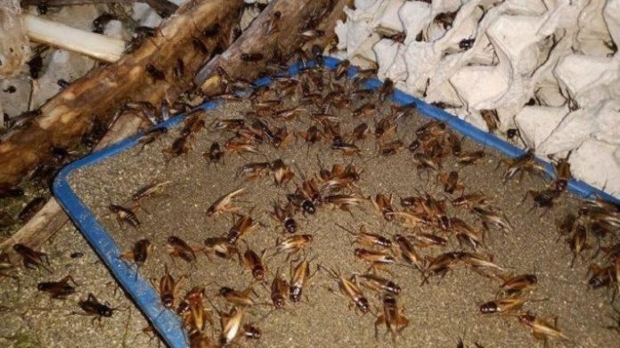 Cara Ternak Jangkrik Untuk Pemula