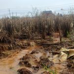 pencemaran limbah di Lamongan