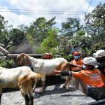 evakuasi hewan ternak pengungsi Semeru