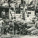 Tragedi Pembantaian Pisang.