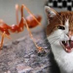 Daftar Hewan Pendeteksi Bencana Alam, Dari Kucing Hingga Semut Merah