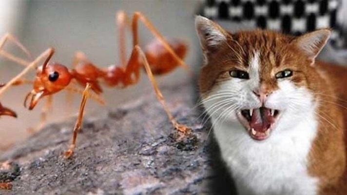 Hewan Pendeteksi Bencana Alam