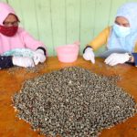 pekerja menyortir biji kopi arabika gayo