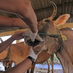 ilustrasi sapi yang terjangkit PMK