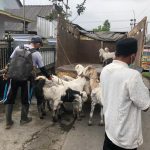 evakuasi hewan ternak pengungsi Semeru