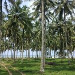 perkebunan kelapa