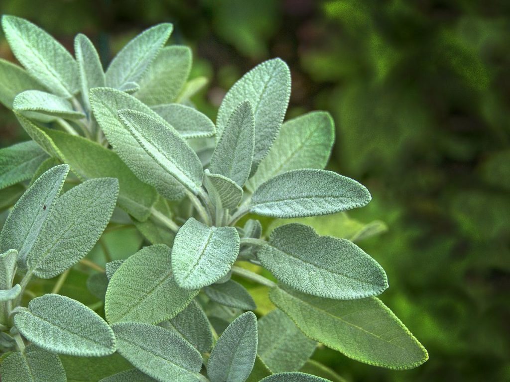 daun sage