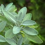 daun sage