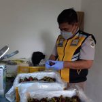 Petugas Karantina Denpasar saat melakukan pengecekan buah manggis yang akan di ekspor.