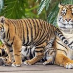 Pelepasan Harimau ke Alam Bebas Pertama Kali di Dunia.