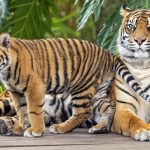 030122100_1564378123-20190729-Harimau-Sumatera-Melahirkan-di-Sydney-AFP-2