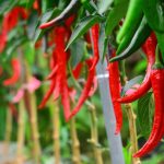 ilustrasi cabai merah