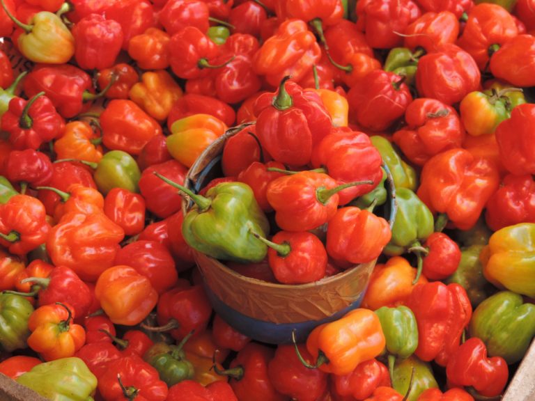 BRIN dan Unhas Kerja Sama Kaji Keragaman Cabai Katokkon