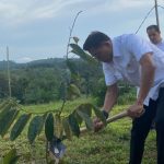 Moeldoko menanam bibit durian unggul jenis Super Tembaga dan Cumasi khas Kepulauan Bangka Belitung di lahan seluas 3,5 hektar di desa Petaling (12/01/2023).