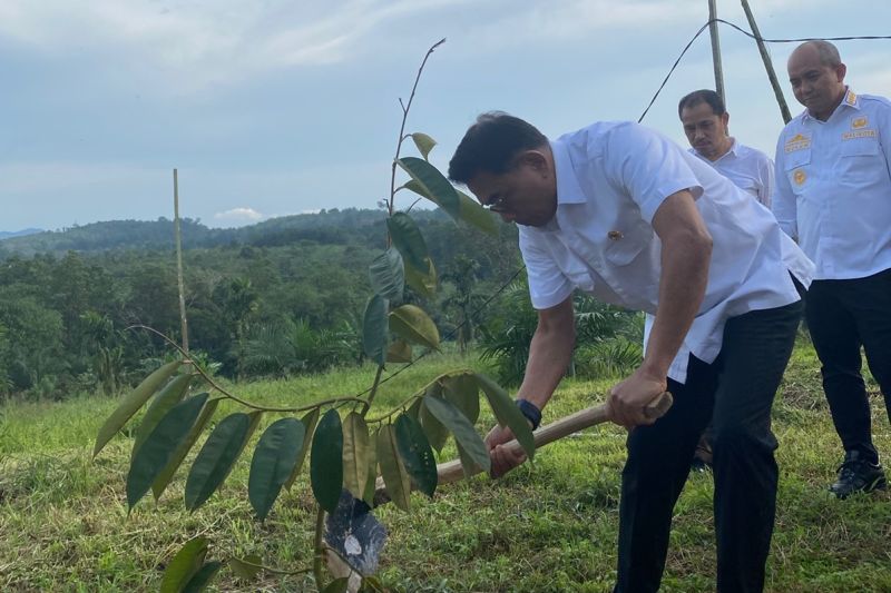Moeldoko menanam bibit durian unggul jenis Super Tembaga dan Cumasi khas Kepulauan Bangka Belitung di lahan seluas 3,5 hektar di desa Petaling (12/01/2023).