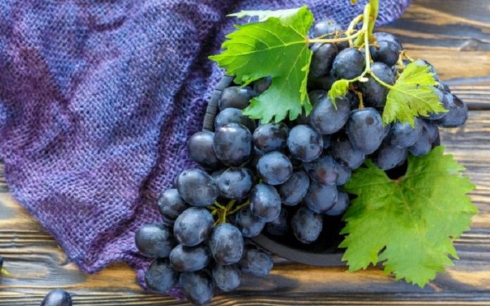 ilustrasi anggur hitam