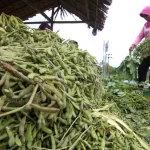 ilustrasi panen kedelai