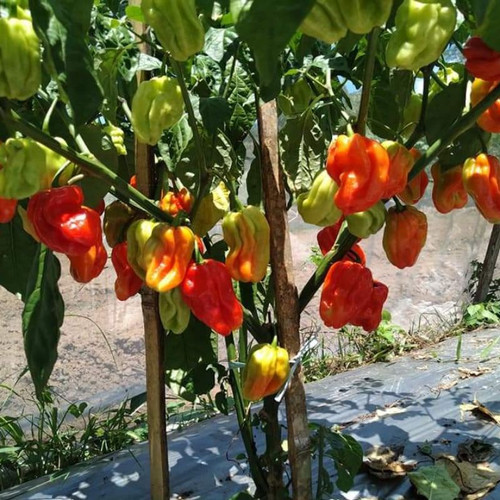 Tanaman Cabai Katokkon