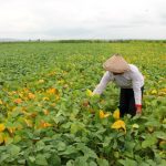 ilustrasi lahan tanaman kedelai