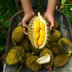 ilustrasi durian