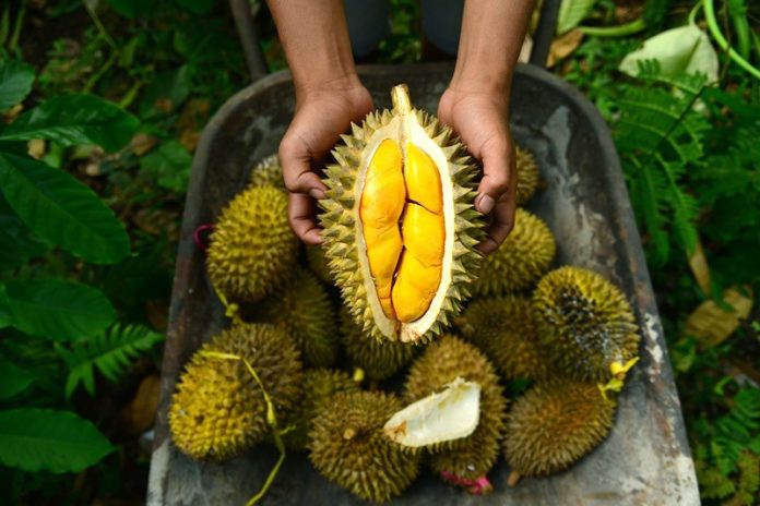ilustrasi durian