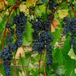 ilustrasi anggur hitam