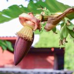 ilustrasi jantung pisang