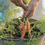 ilustrasi menanam wortel di pot
