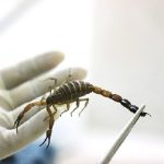 Ternyata Racun Kalajengking Cairan Paling Mahal di Dunia