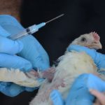 ilustrasi flu burung