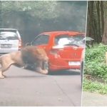 Viral Video Singa Senggol Mobil di Taman Safari, Sandiaga Beri Komentar.