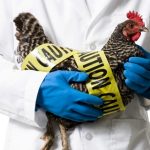 WHO Keluarkan Peringatan Terkait Wabah Flu Burung