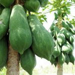 ilustrasi pepaya mentah