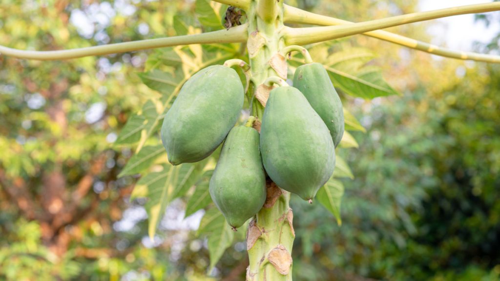 ilustrasi pepaya mentah