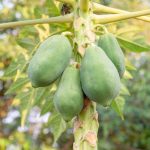 ilustrasi pepaya mentah